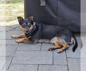 CHICO - Male Miniature Pinscher-Unknown Mix Dog for Adoption - Photo #5