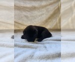 Puppy Male 2 Akita