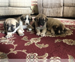 Akbash Dog Puppy for sale in PRESCOTT, AZ, USA