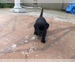Small Photo #4 Labrador Retriever Puppy For Sale in CHICO, CA, USA