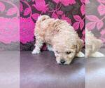 Small #4 Maltipoo-Poodle (Toy) Mix