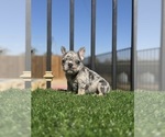 Small #26 French Bulldog