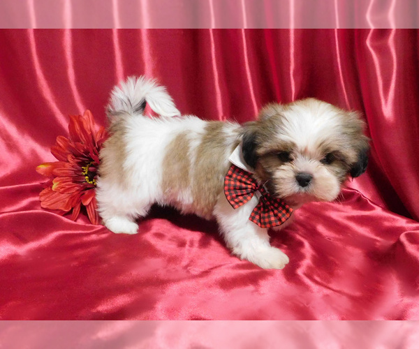 Medium Photo #5 Shih Tzu Puppy For Sale in OSCEOLA, MO, USA