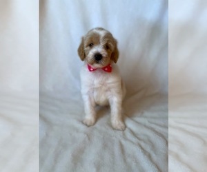 Goldendoodle Puppy for sale in CHESNEE, SC, USA