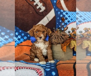 Goldendoodle (Miniature) Puppy for sale in COCHRANVILLE, PA, USA