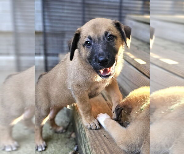 Medium Photo #6 German Shepherd Dog-Unknown Mix Puppy For Sale in Raleigh, NC, USA