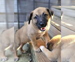 Small #5 German Shepherd Dog Mix
