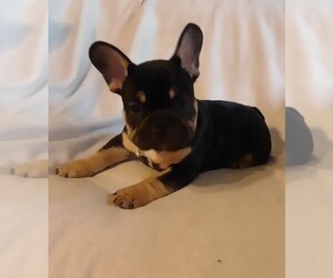 French Bulldog Puppy for sale in MIDLOTHIAN, VA, USA