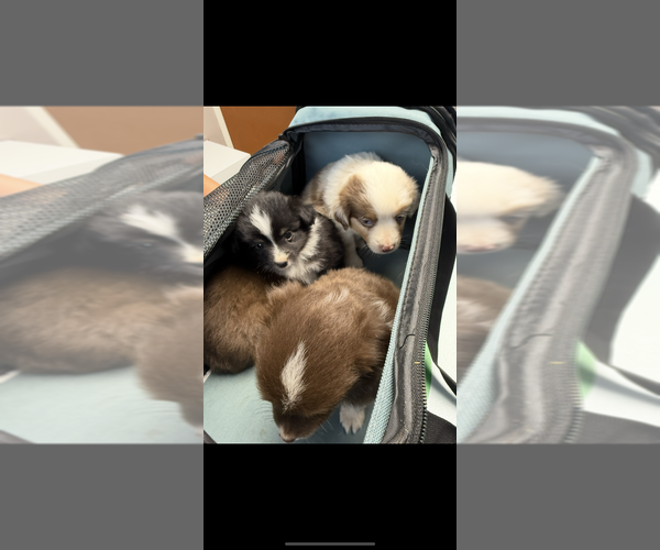 Medium Photo #1 Miniature Australian Shepherd Puppy For Sale in ADAIRSVILLE, GA, USA