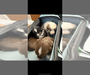 Miniature Australian Shepherd Litter for sale in ADAIRSVILLE, GA, USA