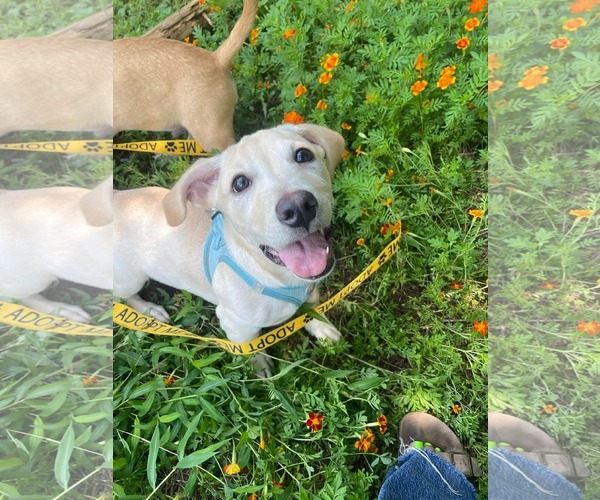 Medium Photo #1 Mutt Puppy For Sale in Derwood, MD, USA