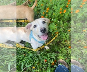 Mutt Dogs for adoption in Derwood, MD, USA