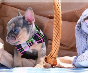 French Bulldog Puppy for sale in CAPE CORAL, FL, USA