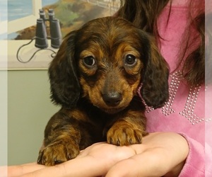 Dachshund Puppy for sale in BURLINGTON, MA, USA