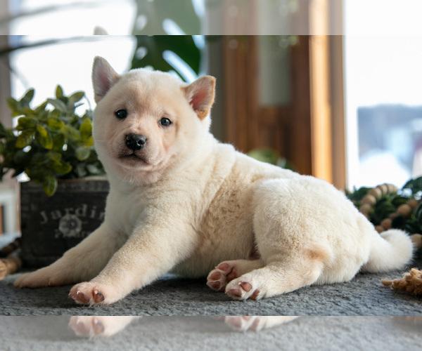 Medium Photo #1 Shiba Inu Puppy For Sale in SHILOH, OH, USA