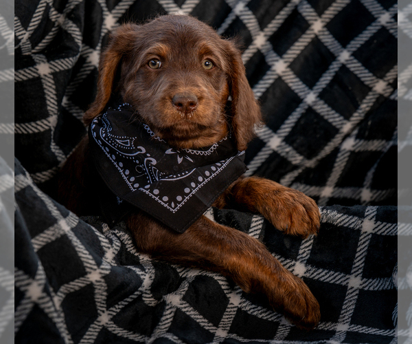 Medium Photo #6 Labradoodle Puppy For Sale in DEEPWATER, MO, USA