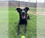Small Labrador Retriever Mix