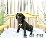 Small Photo #11 Great Dane Puppy For Sale in BIG CANOE, GA, USA