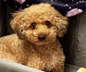 Mother of the YorkiePoo puppies born on 12/04/2025