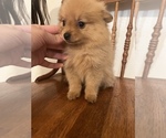 Small #2 Pomeranian