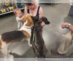 Small #4 Labrador Retriever Mix