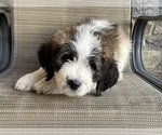 Small Photo #7 Saint Bernard Puppy For Sale in LITITZ, PA, USA