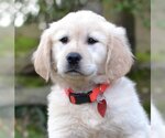 Small Photo #1 Golden Retriever Puppy For Sale in Enfield, CT, USA