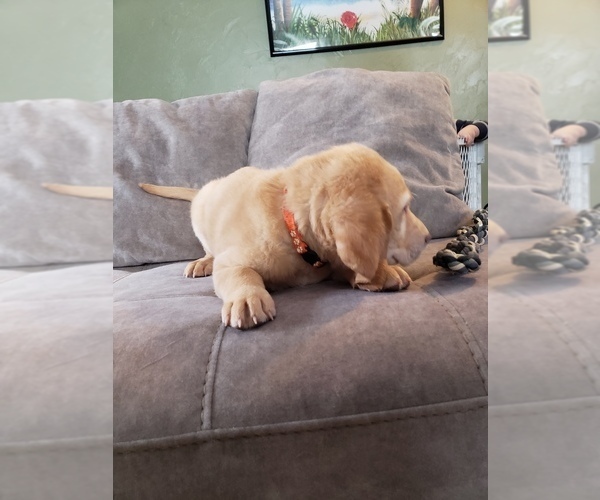 Medium Photo #8 Labrador Retriever Puppy For Sale in NEENAH, WI, USA