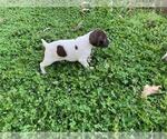 Small Photo #1 German Shorthaired Pointer Puppy For Sale in SANFORD, NC, USA