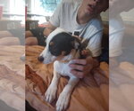 Oreo Mr. - Male Mutt Dog for Adoption - Small photo