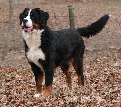 Medium Photo #1 Bernese Mountain Dog Puppy For Sale in HOPKINSVILLE, KY, USA