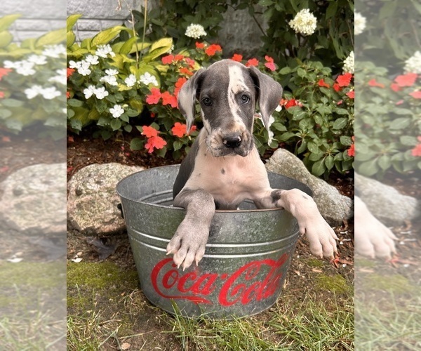 Medium Photo #3 Great Dane Puppy For Sale in MIDDLEBURY, IN, USA