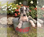 Small Photo #3 Great Dane Puppy For Sale in MIDDLEBURY, IN, USA