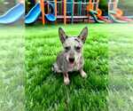 Small Mutt