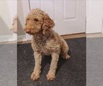 Small Photo #1 Goldendoodle (Miniature) Puppy For Sale in HARTVILLE, OH, USA