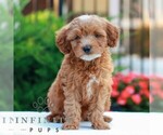 Small Cavapoo (Miniature)