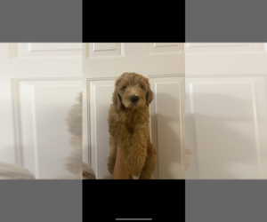 Goldendoodle Puppy for sale in LEXINGTON, SC, USA