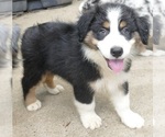 Small Photo #10 Australian Shepherd Puppy For Sale in EDDYVILLE, KY, USA
