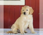 Small Photo #5 Golden Retriever Puppy For Sale in MANHEIM, PA, USA