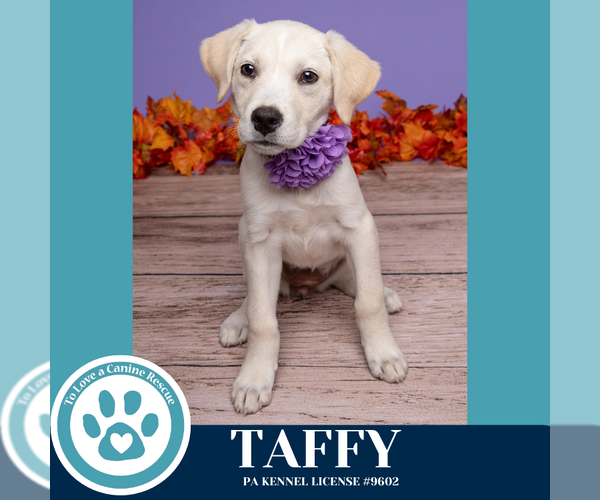 Medium Photo #1 Labrenees Puppy For Sale in Kimberton, PA, USA