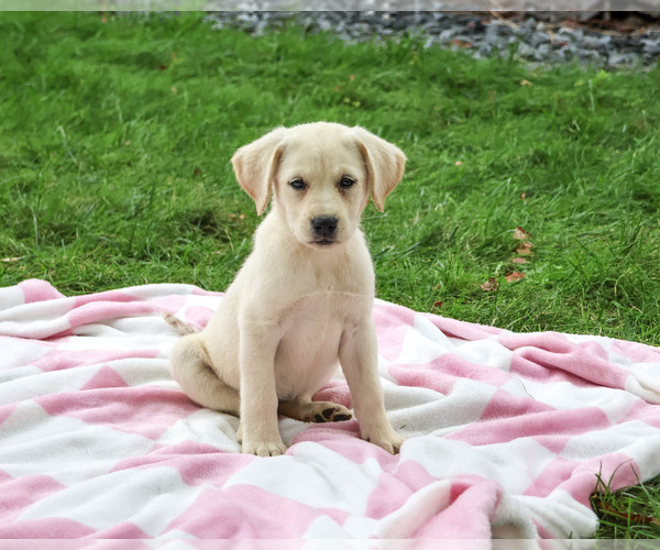 Medium Photo #3 Labrador Retriever Puppy For Sale in SYRACUSE, IN, USA