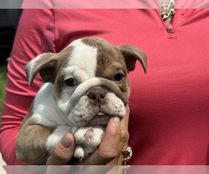 English Bulldog Puppy for sale in LEHIGH ACRES, FL, USA