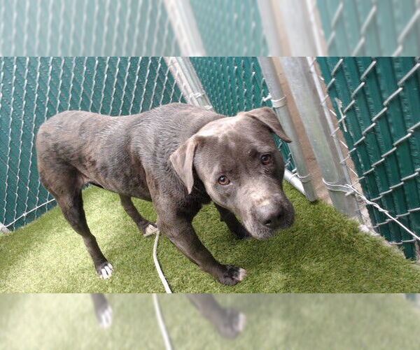 Medium Photo #1 Mutt Puppy For Sale in Downey, CA, USA