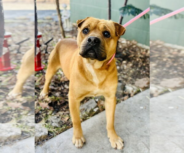 Medium Photo #1 Mutt Puppy For Sale in Clarkesville, GA, USA