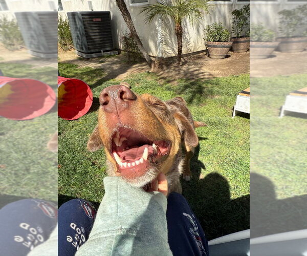 Medium Photo #4 Border-Aussie Puppy For Sale in Lake Forest, CA, USA