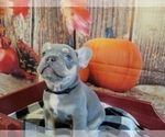 Small Photo #2 French Bulldog Puppy For Sale in ROSEVILLE, CA, USA