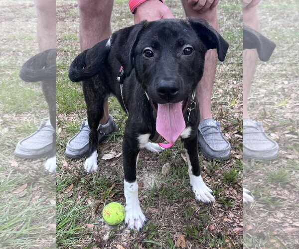 Medium Photo #1 Mutt Puppy For Sale in Sanford, FL, USA