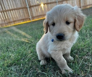 Medium Golden Retriever