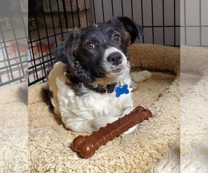 Dumpling - Female Colonial Cocker Spaniel-Poodle (Miniature) Mix Dog for Adoption - Photo #2