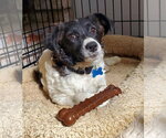 Small Photo #2 Colonial Cocker Spaniel-Poodle (Miniature) Mix Puppy For Sale in Fresno, CA, USA